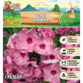 Флокс «Феррис Уил» корневище в пакете с торфогрунтом, р-р I, 2 шт.