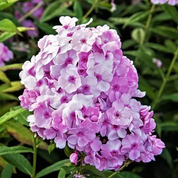 Флокс Генри Геру, Горшок Р9, 1 шт, Август 2022