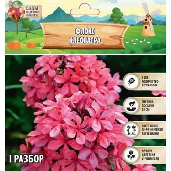 Флокс «Клеопатра» корневище в пакете с торфогрунтом, р-р I, 2 шт.