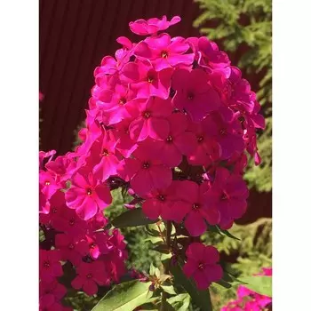 Флокс Кобзарь, Горшок Р9, 1 шт, Август 2022