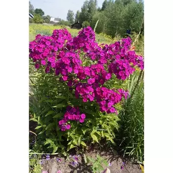 Флокс метельчатый Дюстерлое селекти, С2 горшок, Н10-50 высота, 1 шт, Осень 2023