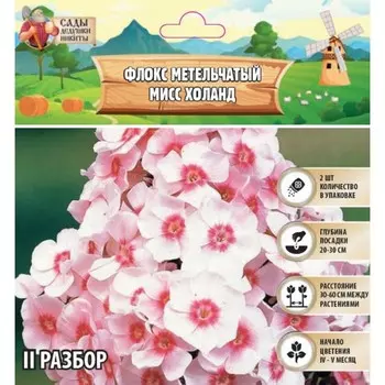 Флокс метельчтый "Miss holland" р-р II, 2 шт, Весна 2025