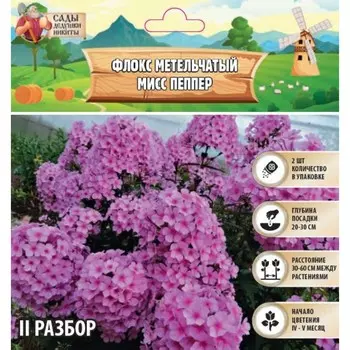 Флокс метельчтый "Miss pepper" р-р II, 2 шт, Весна 2025
