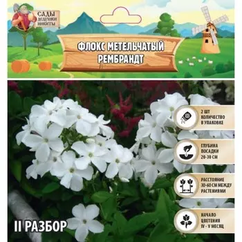 Флокс метельчтый Rembrandt корневище в пакете с торфогрунтом, р-р II, 2 шт.