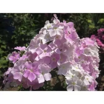 Флокс метельчатый Кул Вотер, С2 горшок, Н10-50 высота, 1 шт, Осень 2022