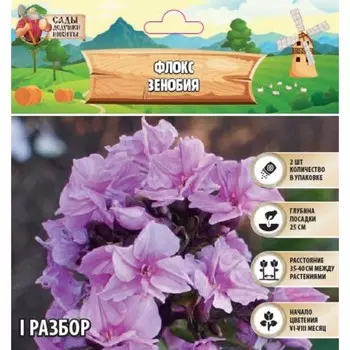 Флокс «Зенобия» корневище в пакете с торфогрунтом, р-р I, 2 шт.