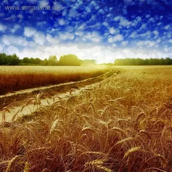 Фотобаннер, 250 150 см, с фотопечатью, люверсы шаг 1 м, «Рожь», Greengo