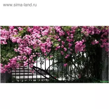 Фотобаннер, 250 200 см, с фотопечатью, люверсы шаг 1 м, «Терраса», Greengo