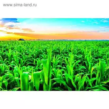 Баннер на забор, 250200 см, с фотопечатью, люверсы шаг 1 м, «Кукуруза», Greengo