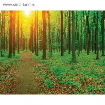 Фотобаннер, 250 200 см, с фотопечатью, люверсы шаг 1 м, «Лесная тропа», Greengo