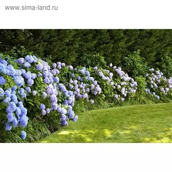 Фотобаннер, 250 150 см, с фотопечатью, люверсы шаг 1 м, «Гортензия», Greengo