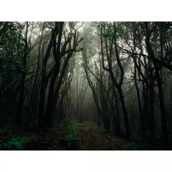 Фотобаннер, 300 160 см, с фотопечатью, люверсы шаг 1 м, «Тёмный лес», Greengo