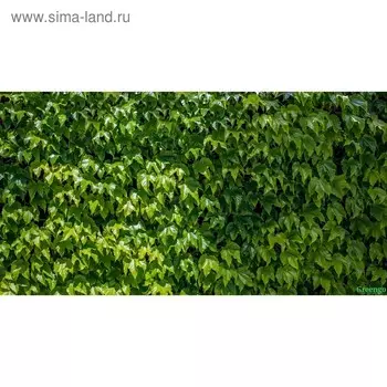 Фотобаннер, 300 160 см, с фотопечатью, люверсы шаг 1 м, «Виноградная стена», Greengo