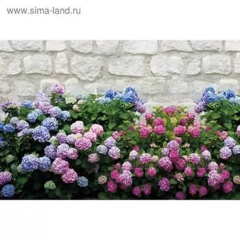 Фотобаннер, 300 200 см, с фотопечатью, люверсы шаг 1 м, «Цветы», Greengo