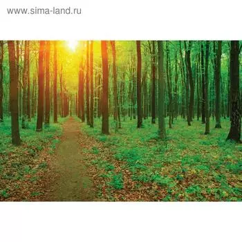 Фотобаннер, 300 200 см, с фотопечатью, люверсы шаг 1 м, «Лесная тропа», Greengo