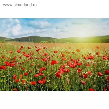 Фотобаннер, 300 200 см, с фотопечатью, люверсы шаг 1 м, «Маки», Greengo