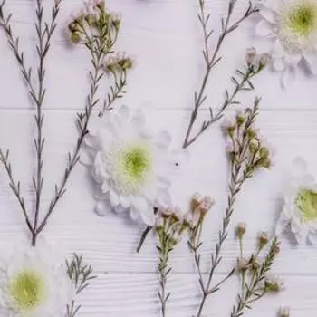 Фотофон винил "Хризантемы белые" 120х80 см