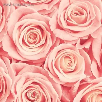 Фотообои 2,7х2,7 м (из 3 листов)