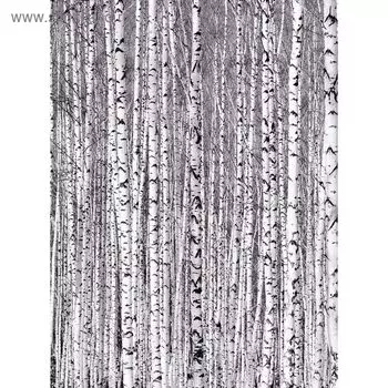 Фотообои "Березоньки" M 255 (2 полотна), 200х270 см