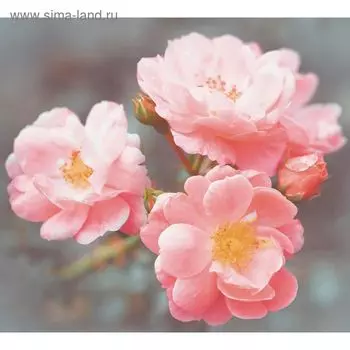 Фотообои "Цветущая ветка. Весна" 6-А-610 (2 полотна), 300x270 см