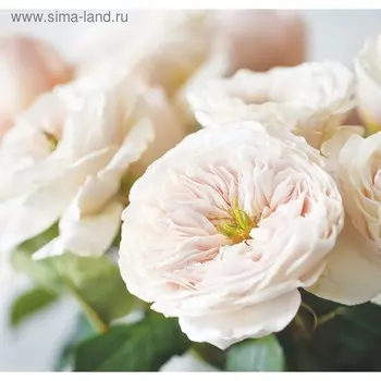 Фотообои "Цветы ранункулюса", 210х200 см, 130 г/м