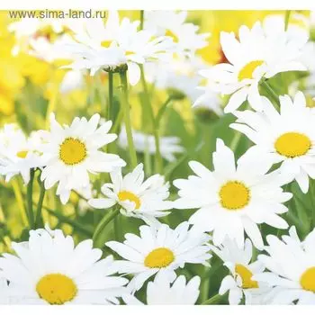 Фотообои К-118 «Ромашковое настроение» (6 листов), 210 × 200 см