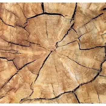 Фотообои К-193 "Дерево", 210*200 см