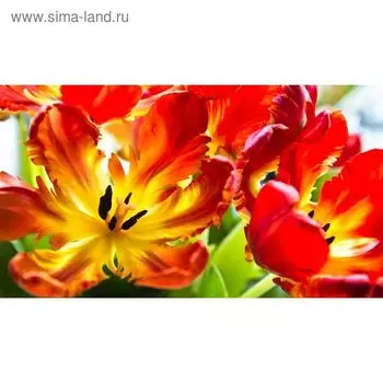 Фотообои "Красные тюльпаны" 2-А-250 (1 полотно), 270x150 см