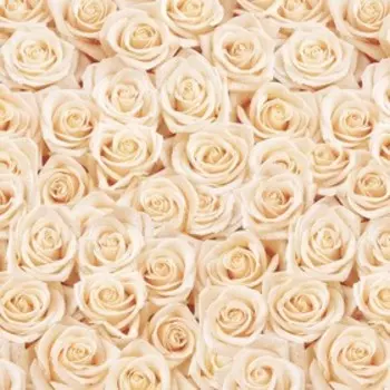 Фотообои Кремовые розы 2,7*2,7 (из 3 листов)