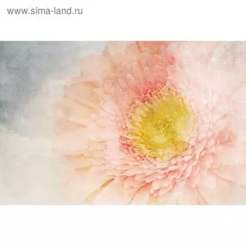 Фотообои "Нежная гербера" M 620 (2 полотна), 200х135 см