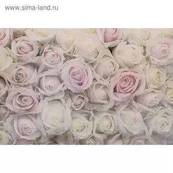 Фотообои "Розовая нежность" M 618 (2 полотна), 200х135 см