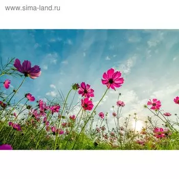 Фотообои "Стремления" M 3302 (3 полотна), 300х270 см