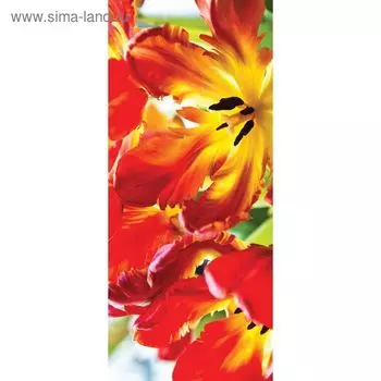 Фотообои "Тюльпаны" С-051 (1 полотно), 95x220 см