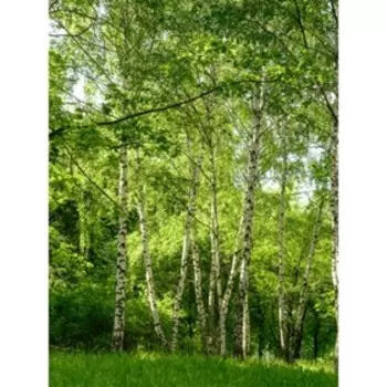 Фотообои В-023 Bellissimo "Березовая роща", 140*200 см