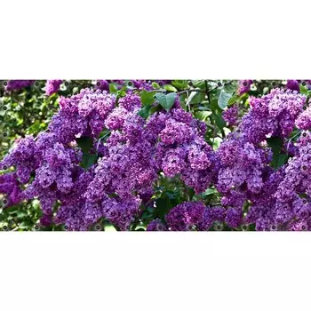 Фотосетка, 314 155 см, с фотопечатью, люверсы шаг 0.3 м, «Сирень-2»