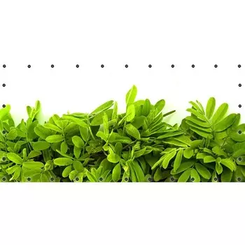 Фотосетка, 314 155 см, с фотопечатью, люверсы шаг 0.3 м, «Акация»