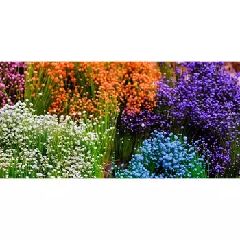 Фотосетка, 320 155 см, с фотопечатью, «Буйстро красок»