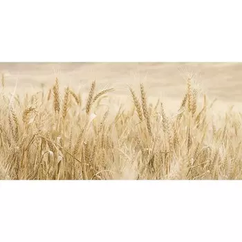 Фотосетка, 320 155 см, с фотопечатью, «Колоски»