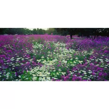 Фотосетка, 320 155 см, с фотопечатью, «Цветочная поляна»