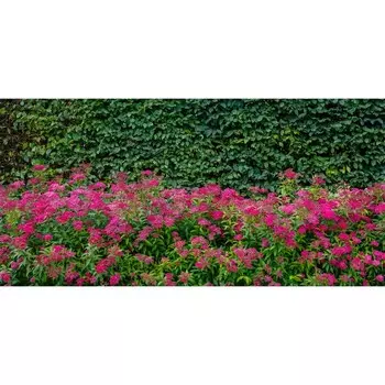 Фотосетка, 320 155 см, с фотопечатью, «Спирея»