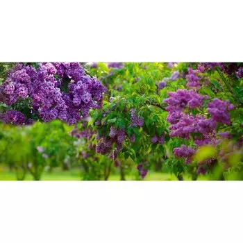 Фотосетка, 320 155 см, с фотопечатью, «Сирень»