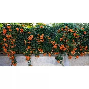 Фотосетка, 320 155 см, с фотопечатью, «Пиростегия»