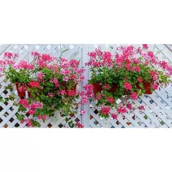 Фотосетка, 320 155 см, с фотопечатью, «Белая шпалера»