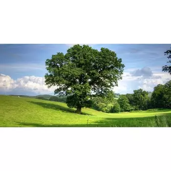 Фотосетка, 320 155 см, с фотопечатью, «Дуб»