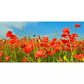 Фотосетка, 320 155 см, с фотопечатью, «Маки»