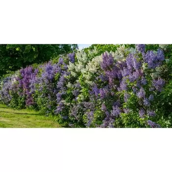 Фотосетка, 320 155 см, с фотопечатью, «Разноцветная сирень»