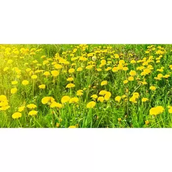 Фотосетка, 320 155 см, с фотопечатью, «Одуванчики»