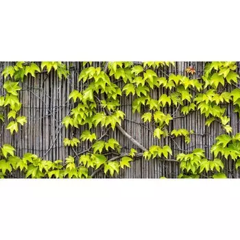 Фотосетка, 320 155 см, с фотопечатью, «Дикий виноград»