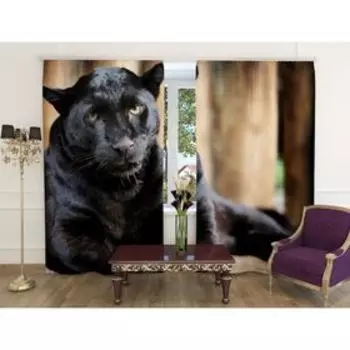 Фотошторы «Багира», ширина 150 см, высота 260 см-2 шт., шторная лента, габардин