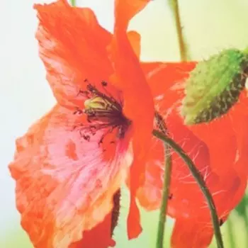 Фотошторы кухонные «Маки на зеленом фоне», размер 145 х 160 см - 2 шт., габардин